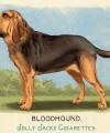 RDR2 CigaretteCards Animals 2 Bloodhound