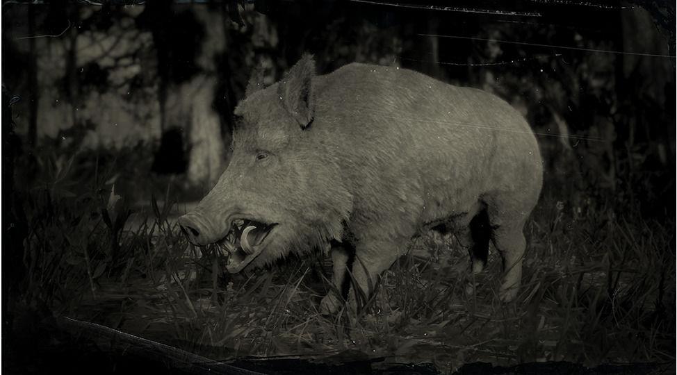 Boar J Adore