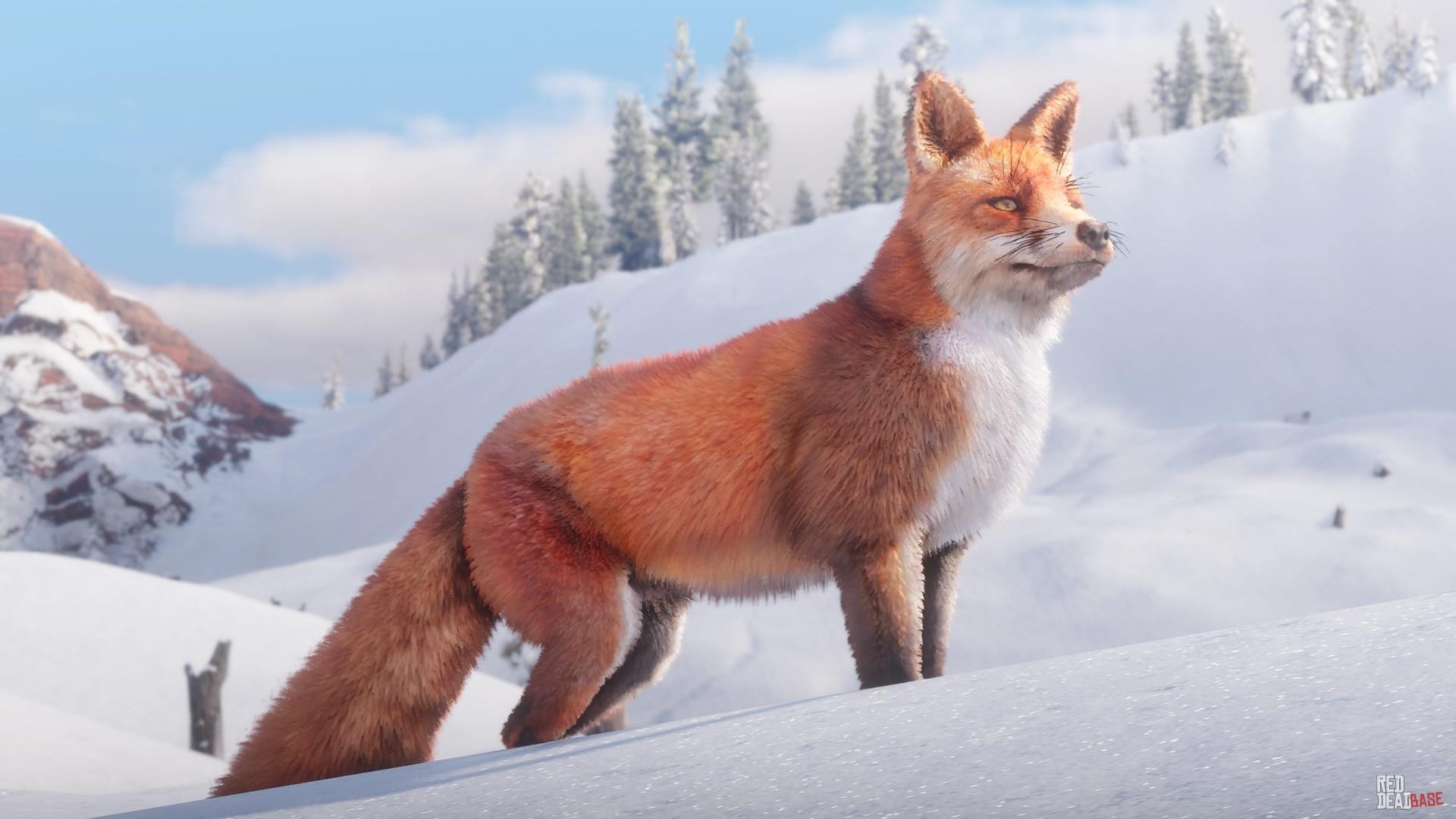 Modish fintælling Dum American Red Fox | RDR2 Animals | Map Location & Where To Find