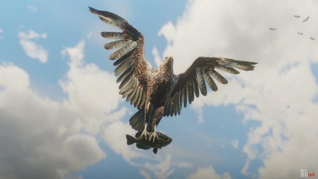 Bald Eagle | RDR2 Animals | Map Location & Where To Find