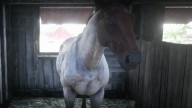 RDR2 Horses DutchWarmblood ChocolateRoanDutchWarmblood