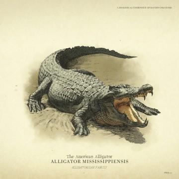 RDR2 Wildlife American Alligator