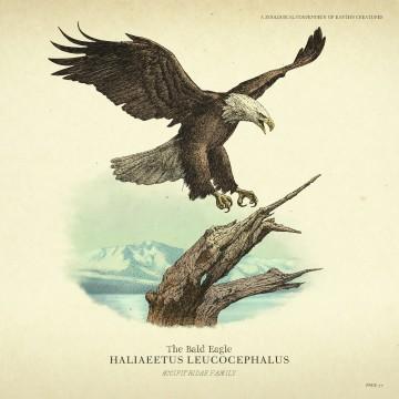 RDR2 Wildlife Bald Eagle