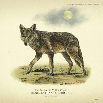 California Valley Coyote - RDR2 Animal