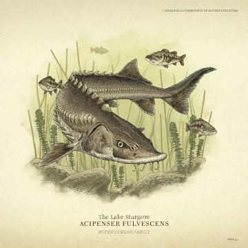 RDR2 Wildlife Lake Sturgeon