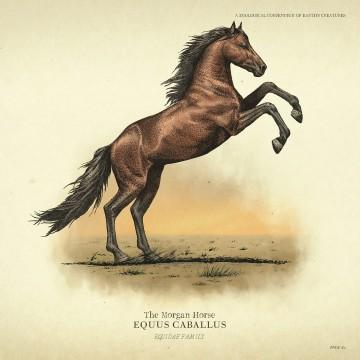 RDR2 Wildlife Morgan Horse