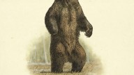 RDR2 Wildlife NorthAmericanBrown Bear Grizzly