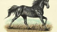 RDR2 Wildlife TennesseeWalker Horse