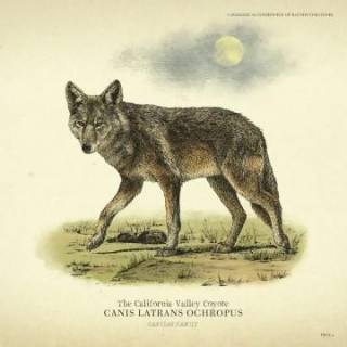 California Valley Coyote