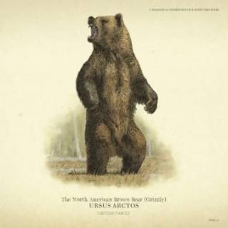 Grizzly Bear (North American Brown Bear)