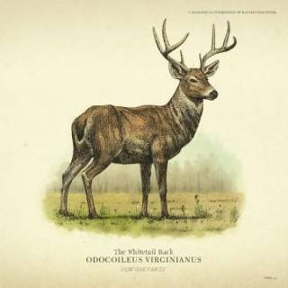 Whitetail Buck