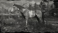 RDR2 Horses AmericanPaintHorse