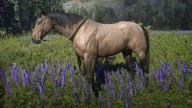 RDR2 Horses AmericanStandardbred BuckskinAmericanStandardbred