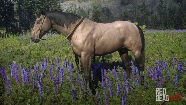 Buckskin American Standardbred - RDR2 Horse