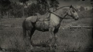 RDR2 Horses AndalusianHorse