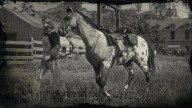 RDR2 Horses Appaloosa