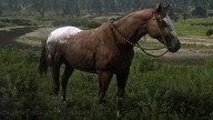 RDR2 Horses Appaloosa BlanketAppaloosa