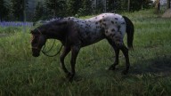 RDR2 Horses Appaloosa LeopardBlanketAppaloosa