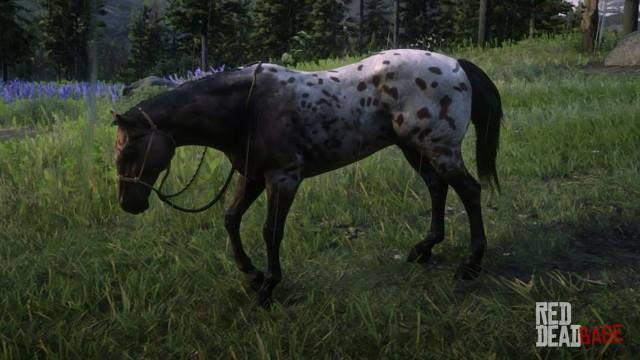 RDR2 Horses Appaloosa LeopardBlanketAppaloosa