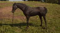 RDR2 Horses ArabianHorse BlackArabianHorse