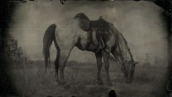 RDR2 Horses DutchWarmblood