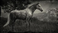 RDR2 Horses HungarianHalfbred