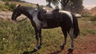 RDR2 Horses HungarianHalfbred PiebaldTobianoHungarianHalfbred