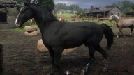 RDR2 Horses KentuckySaddler BlackKentuckySaddler