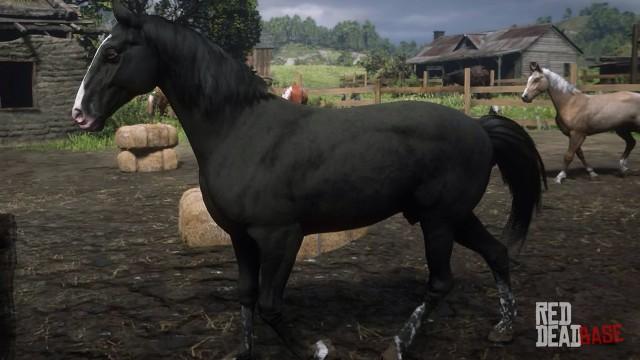 RDR2 Horses KentuckySaddler BlackKentuckySaddler