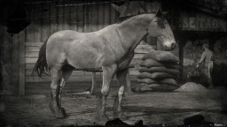 RDR2 Horses Mustang