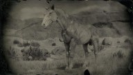 RDR2 Horses NokotaHorse