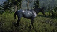 RDR2 Horses Nokota BlueRoanNokota