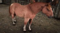 RDR2 Horses SuffolkPunchHorse SorrelSuffolkPunchHorse