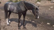 RDR2 Horses TennesseeWalker BlackRabicanoTennesseeWalker