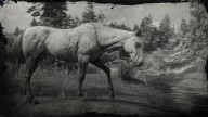 RDR2 Horses Thoroughbred