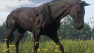 RDR2 Horses Thoroughbred BlackChestnutThoroughbred