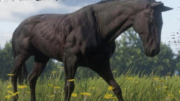 RDR2 Horses Thoroughbred BlackChestnutThoroughbred