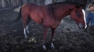 RDR2 Horses Thoroughbred BloodBayThoroughbred