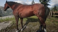 RDR2 Horses Thoroughbred BloodBayThoroughbred 3