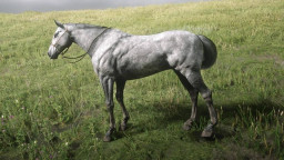 RDR2 Horses Thoroughbred DappleGreyThoroughbred