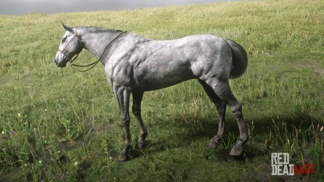 RDR2 Horses Thoroughbred DappleGreyThoroughbred