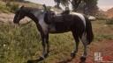 Rd r2 horses hungarian halfbred piebald tobiano hungarian halfbred 2651 360