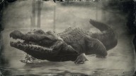 RDR2 Animal AmericanAlligator