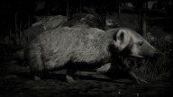 RDR2 Animal AmericanBadger