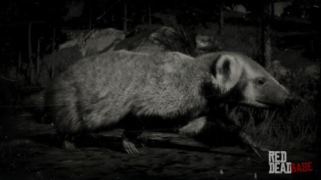 RDR2 Animal AmericanBadger