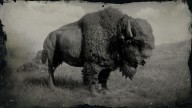 RDR2 Animal AmericanBison