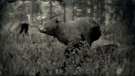 RDR2 Animal AmericanBlackBear