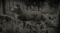 RDR2 Animal AmericanGrayFox