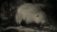 RDR2 Animal AmericanMuskrat