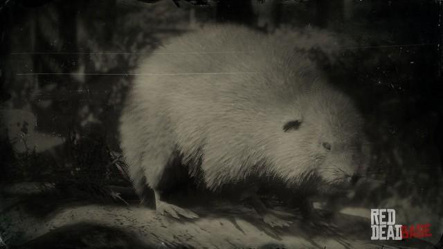 RDR2 Animal AmericanMuskrat